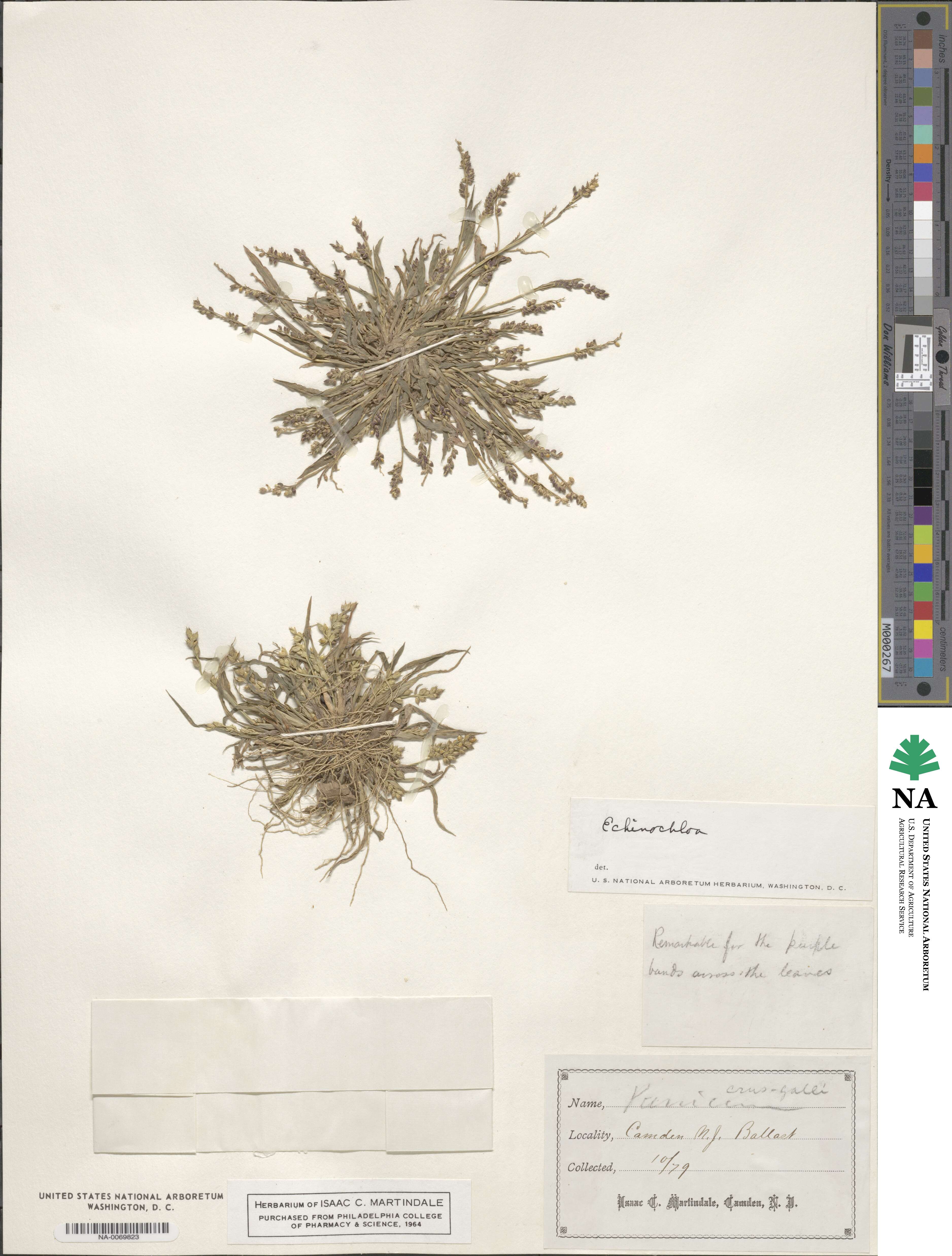 Echinochloa image