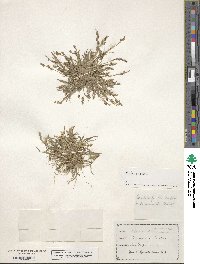 Echinochloa crus-galli image