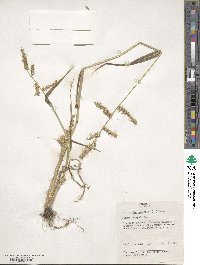 Echinochloa crus-galli image