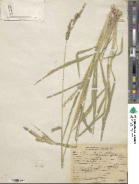 Echinochloa crus-galli image