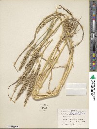 Echinochloa crus-galli image