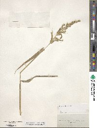 Echinochloa crus-galli image