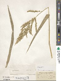 Echinochloa crus-galli image