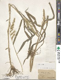 Echinochloa crus-galli image