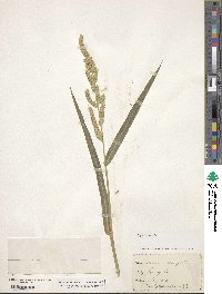 Echinochloa crus-galli image