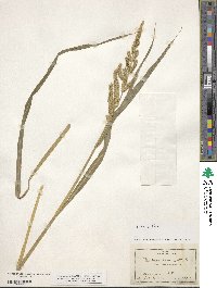 Echinochloa crus-galli image