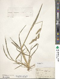 Echinochloa crus-galli image