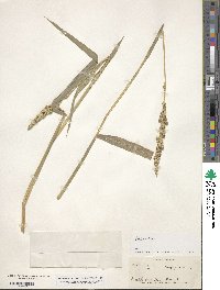 Echinochloa crus-galli image