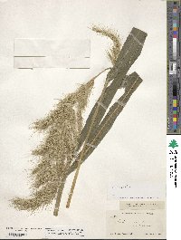 Echinochloa crus-galli image