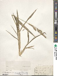 Echinochloa crus-galli image