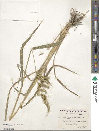 Echinochloa crus-galli image