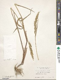 Echinochloa crus-galli image