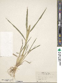 Echinochloa crus-galli image