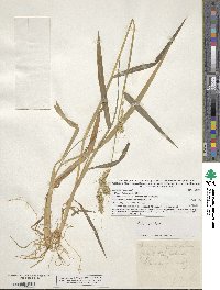 Echinochloa crus-galli image