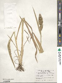 Echinochloa frumentacea image