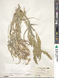 Echinochloa frumentacea image