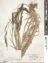 Echinochloa frumentacea image