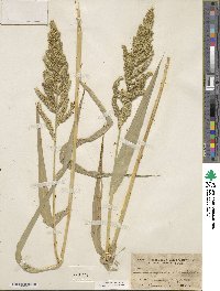 Echinochloa crus-galli image