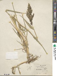 Echinochloa crus-galli image