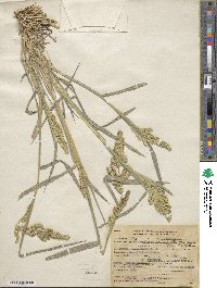 Echinochloa crus-galli image