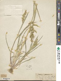 Echinochloa crus-galli image