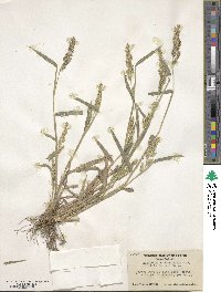 Echinochloa crus-galli image