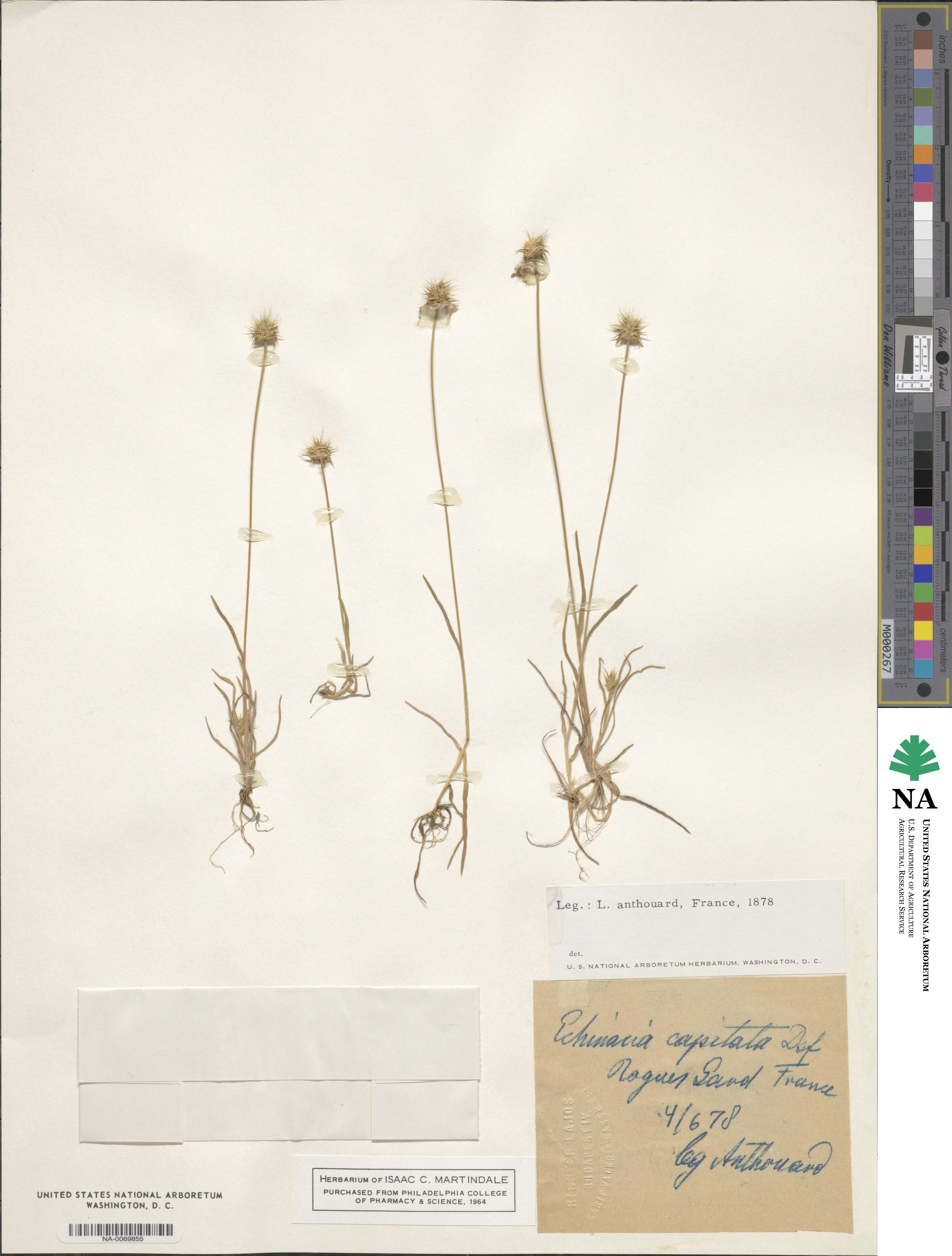Echinaria capitata image