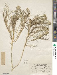 Distichlis spicata image