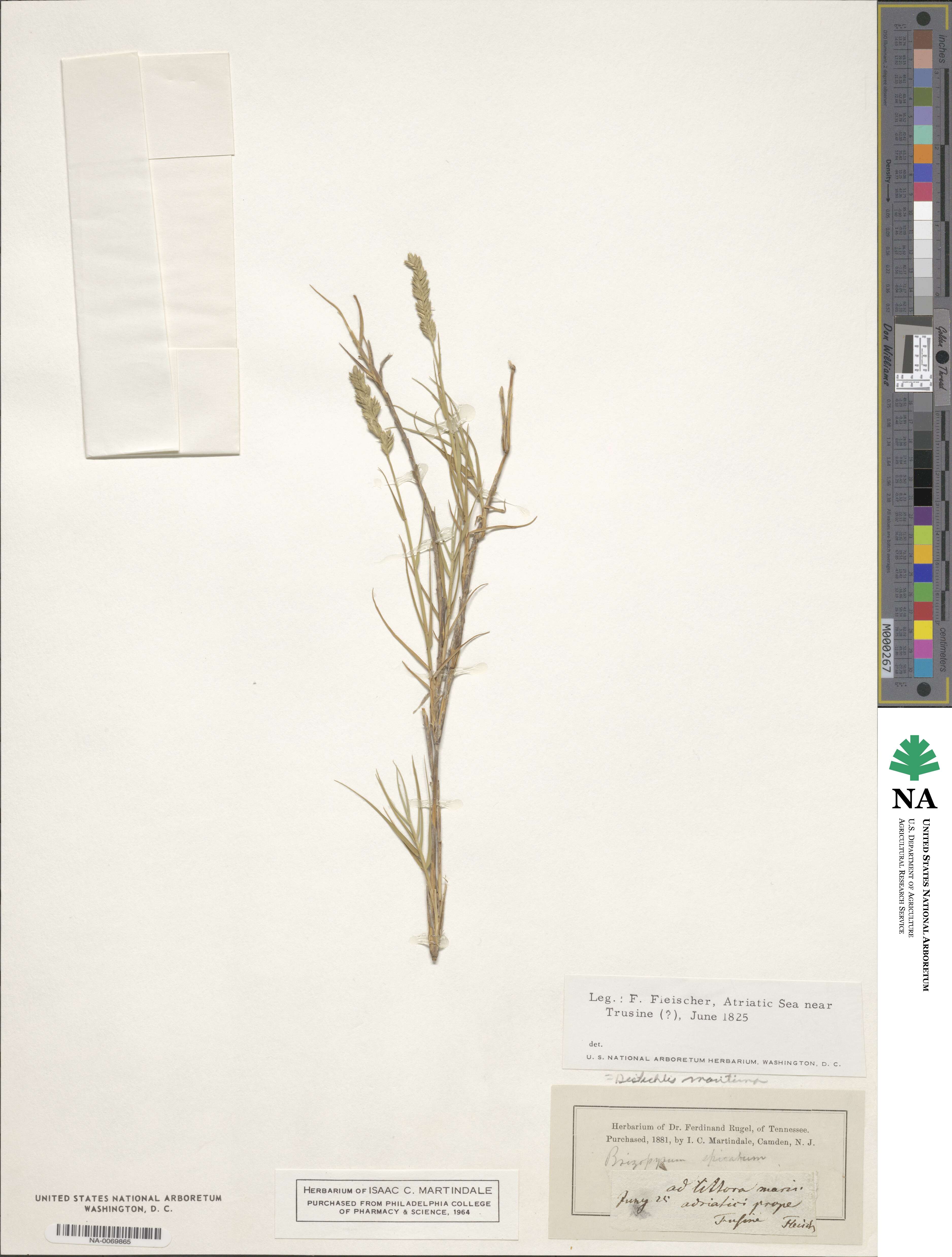 Distichlis spicata image