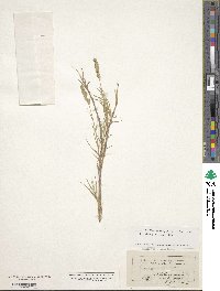 Distichlis spicata image