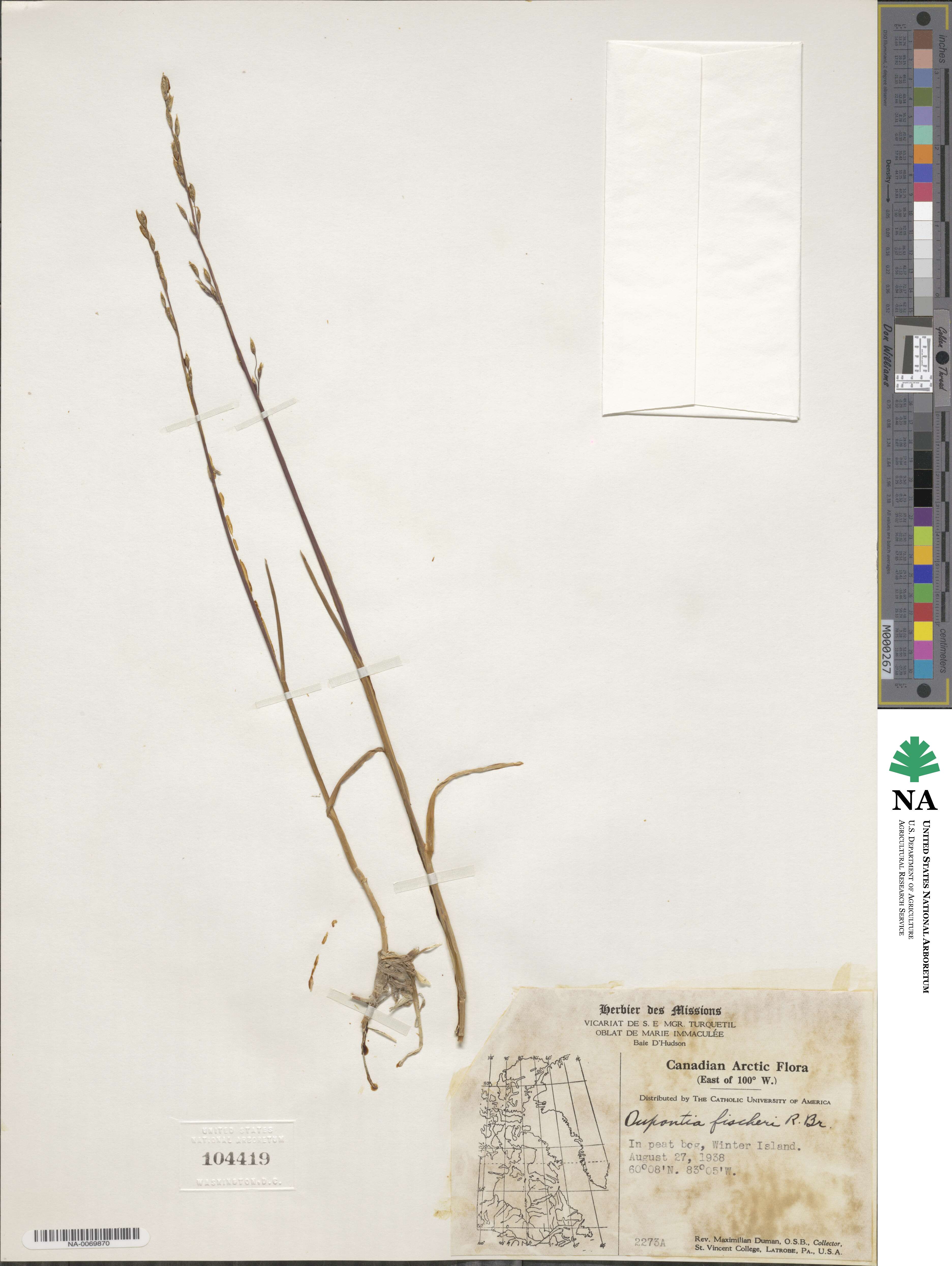 Dupontia fisheri image