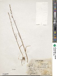 Dupontia fisheri image