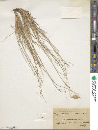 Image of Duthiea brachypodium