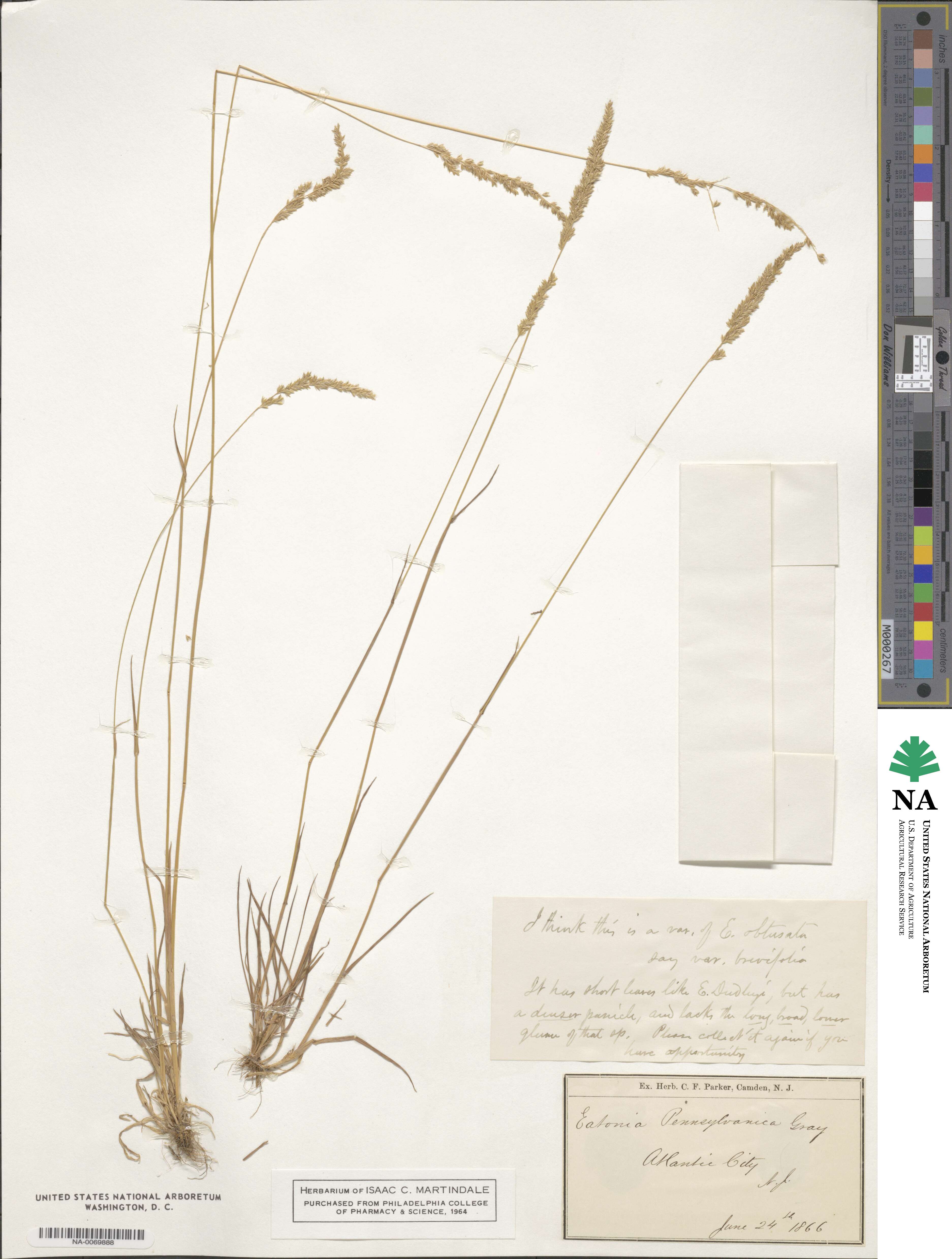 Sphenopholis pensylvanica image