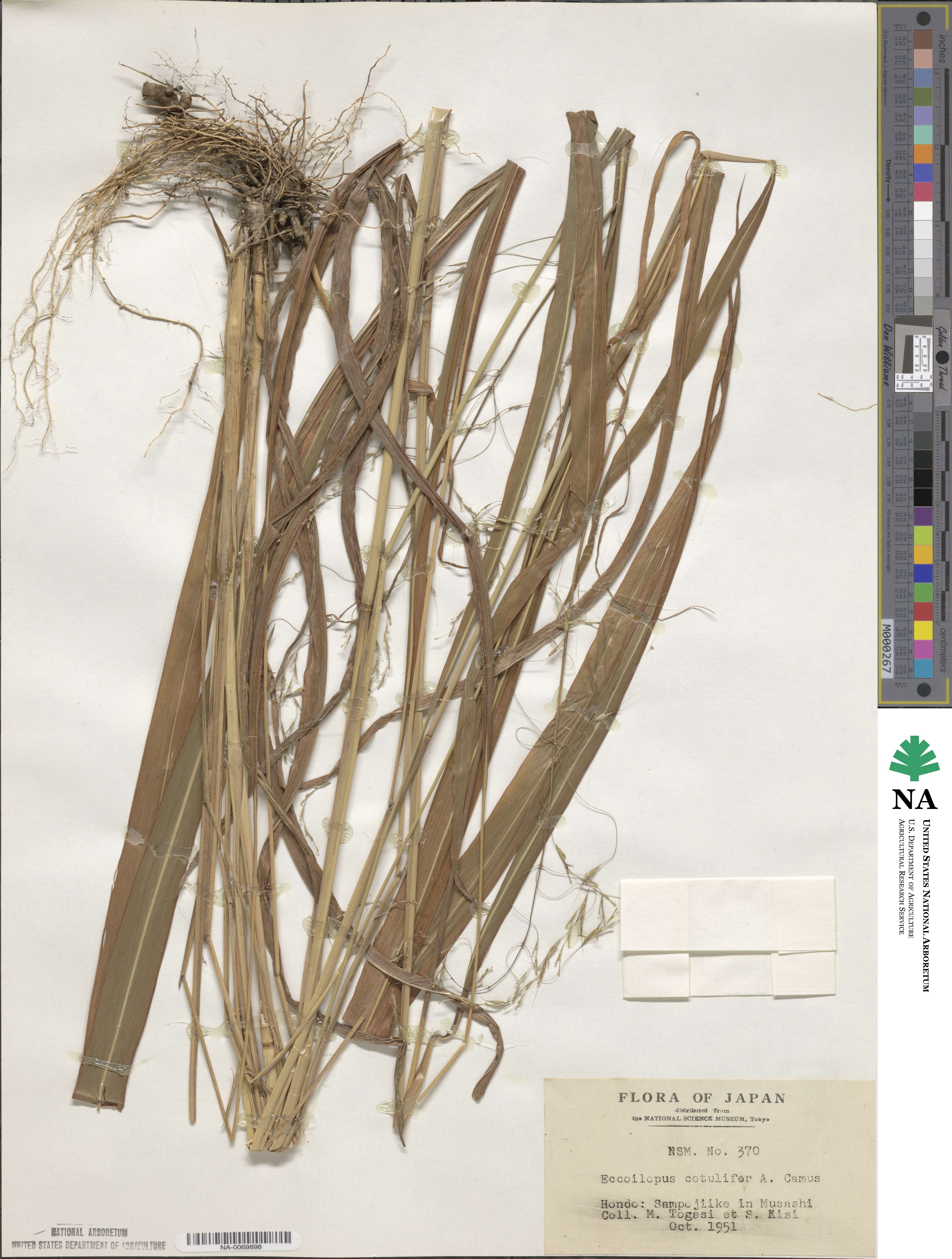 Spodiopogon cotulifer image