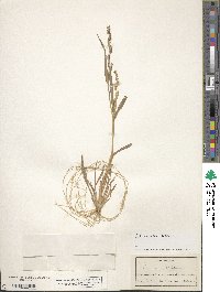 Echinochloa colona image