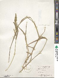 Echinochloa colona image