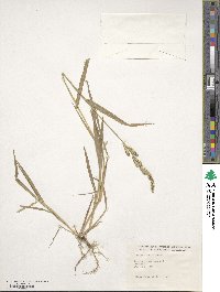 Echinochloa colona image