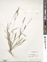 Echinochloa colona image