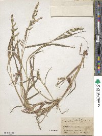 Echinochloa colona image