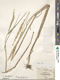 Echinochloa crus-galli image