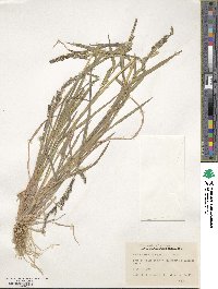 Echinochloa crus-galli image