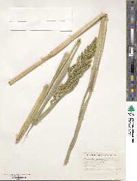 Echinochloa frumentacea image