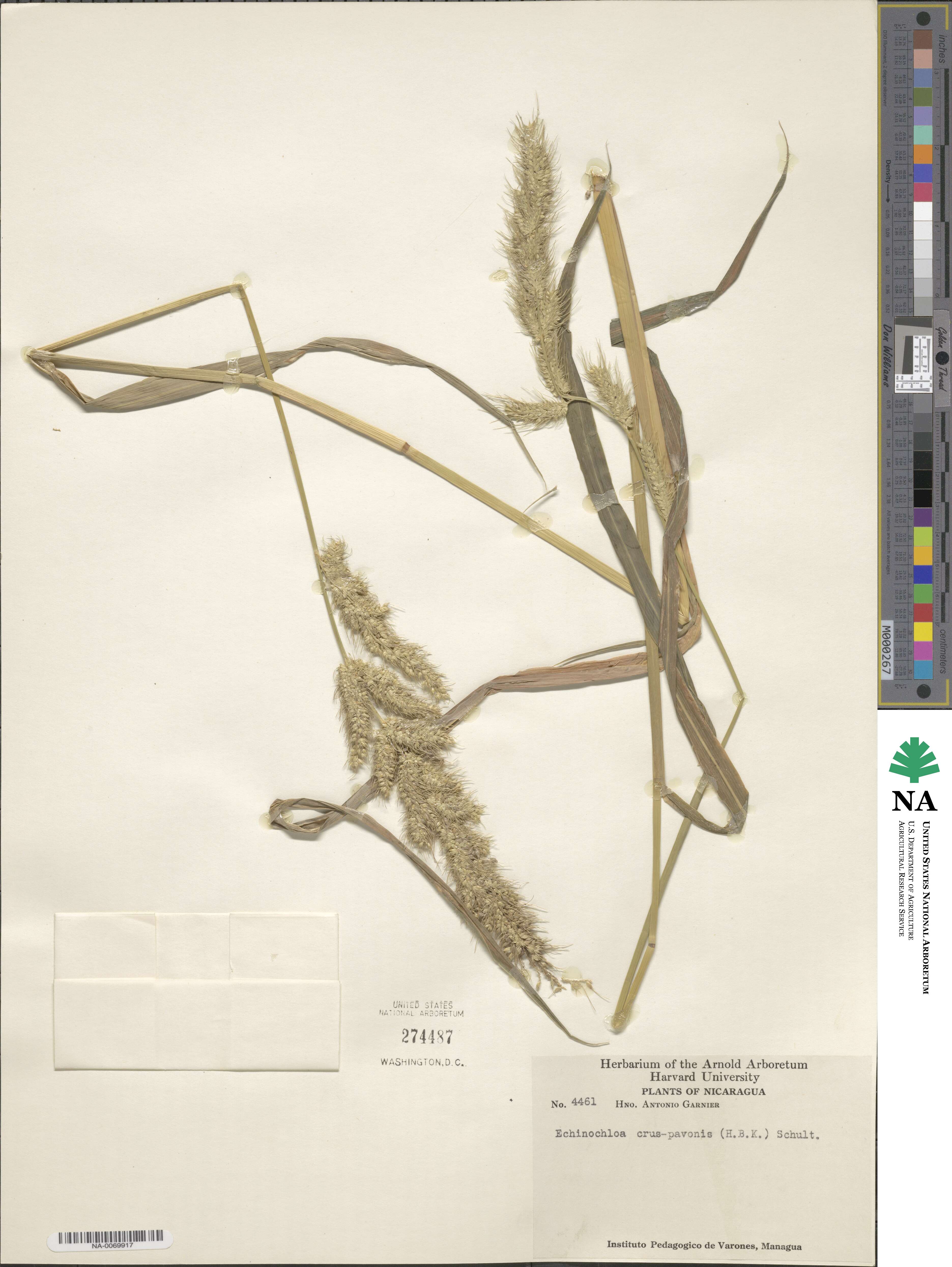 Echinochloa crus-pavonis image