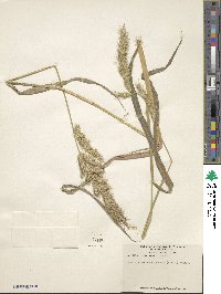 Echinochloa crus-pavonis var. crus-pavonis image