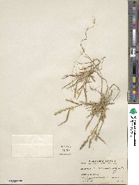 Echinochloa crus-pavonis image