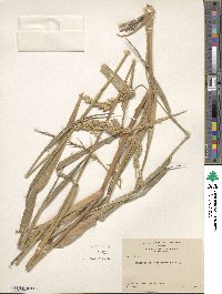 Echinochloa crus-pavonis var. crus-pavonis image