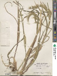 Echinochloa crus-pavonis image