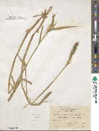 Echinochloa walteri image