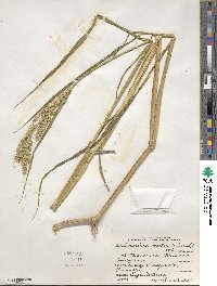 Echinochloa walteri image